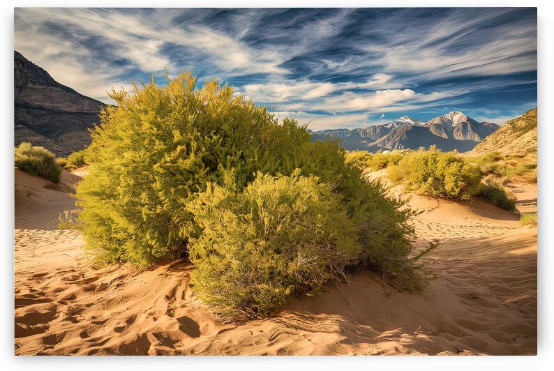 green bushes on the sand in a canyon in the deser 1721317145.3288 by Ioan Cipariu