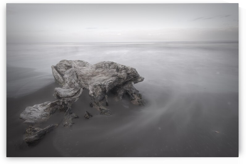 Cahuita Beach Driftwood White on White by Norma Brandsberg Photography