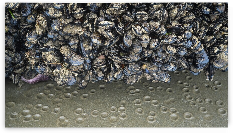 Seal Rock Beach Mussels and Sand Prints on the Oregon Coast by Kathleen Reed