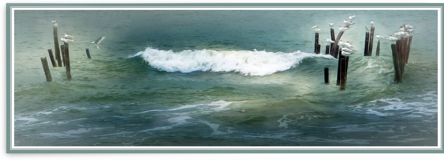 Sea Gulls Shaken Not Stirred in Costa Rica by Norma Brandsberg Photography