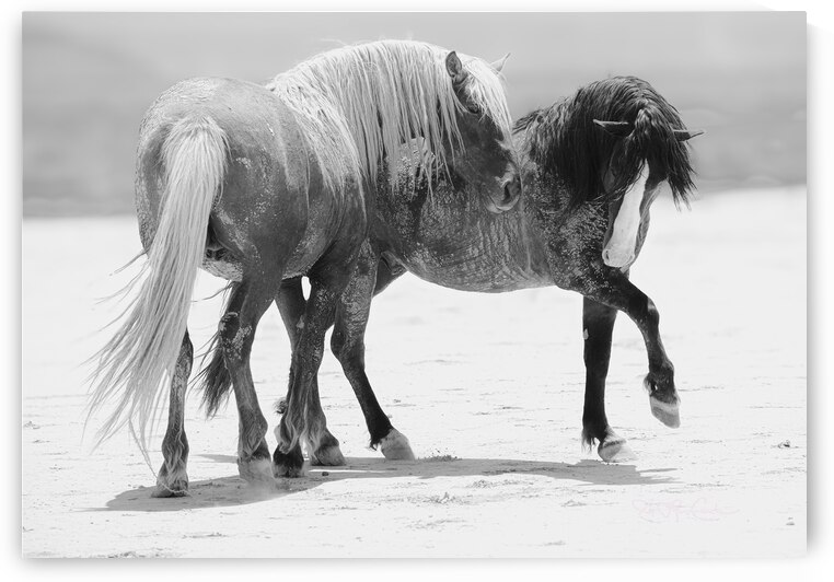 Playtime by Susan Lynn Cooke