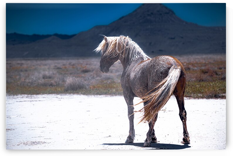 My wild world by Susan Lynn Cooke