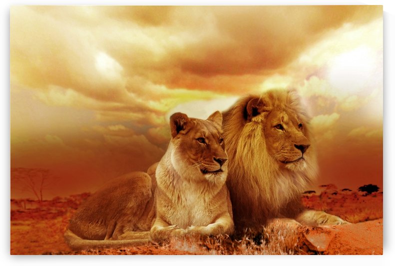 lion safari africa landscape by Shamudy