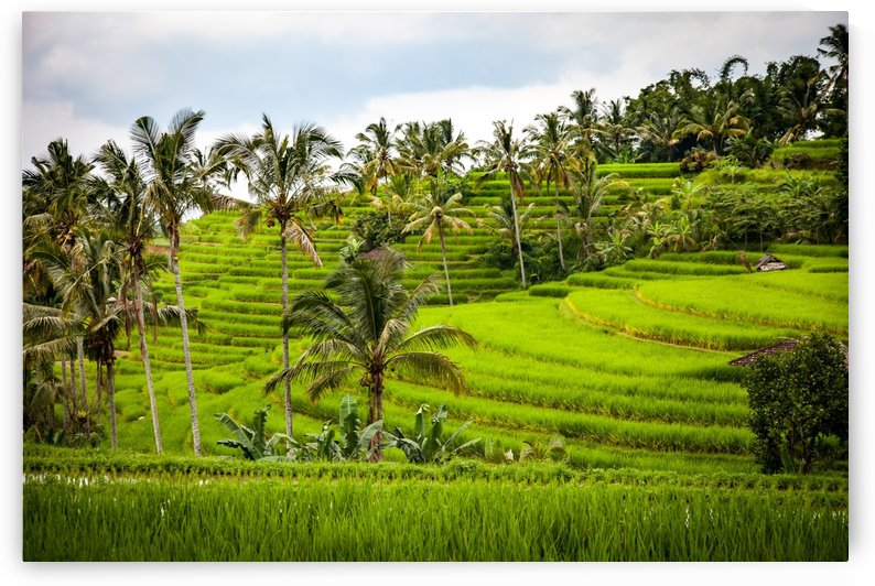 rice rice terrace terraces by Shamudy
