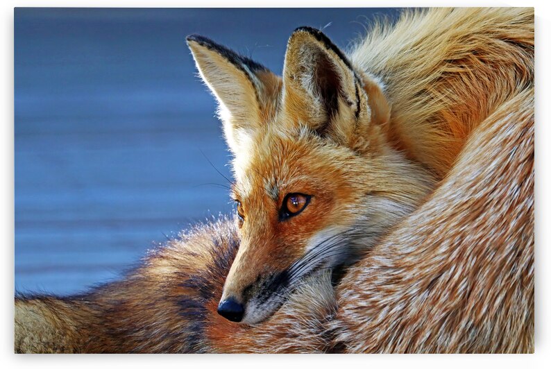 Comfy Fox by Deb Oppermann