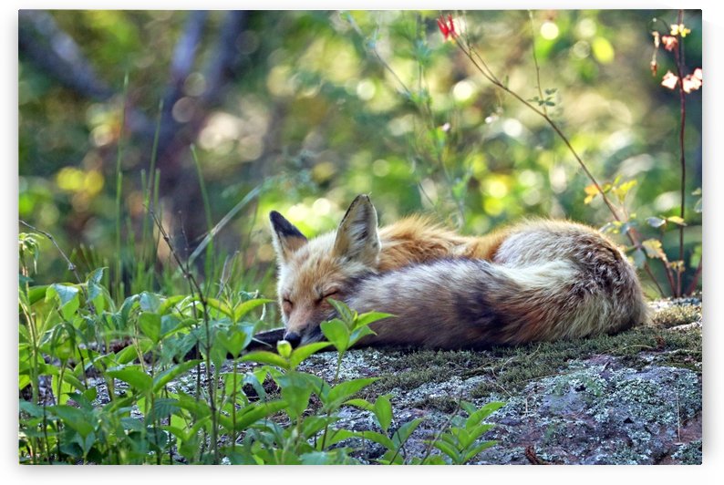 Nap Time For Red Fox by Deb Oppermann