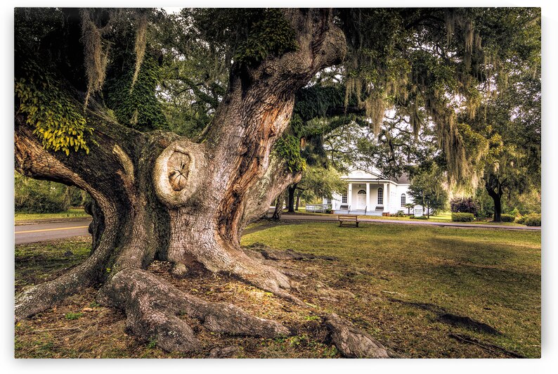 McClellanville Deerhead Live Oak Tree by Norma Brandsberg Photography