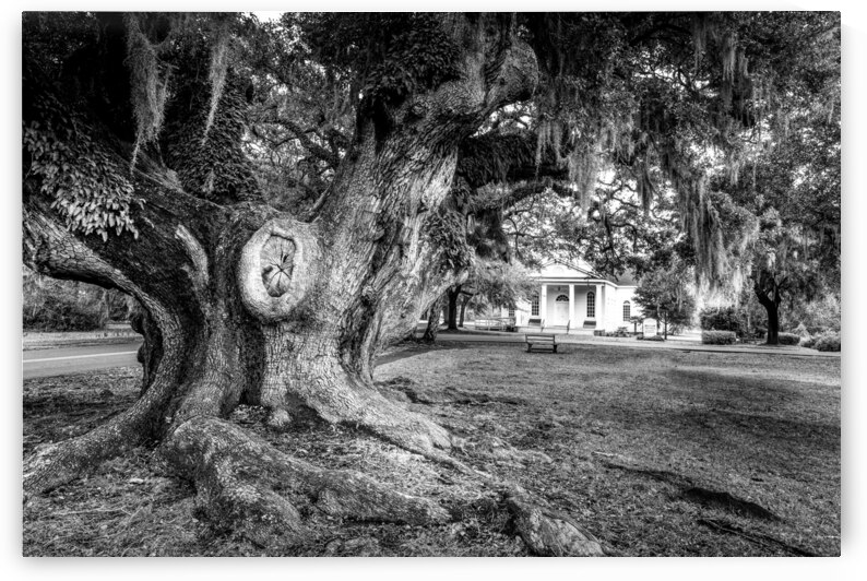 McClellanville Historic Live Oak Tree by Norma Brandsberg Photography