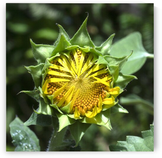 Sunflowers  Helianthus Abstracts X2 1 by Rich Franco