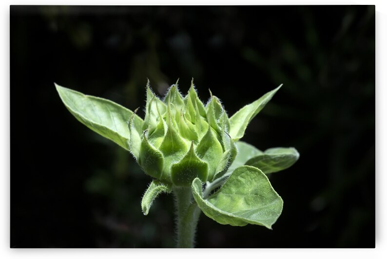 Sunflowers  Helianthus Abstracts X2 2 by Rich Franco