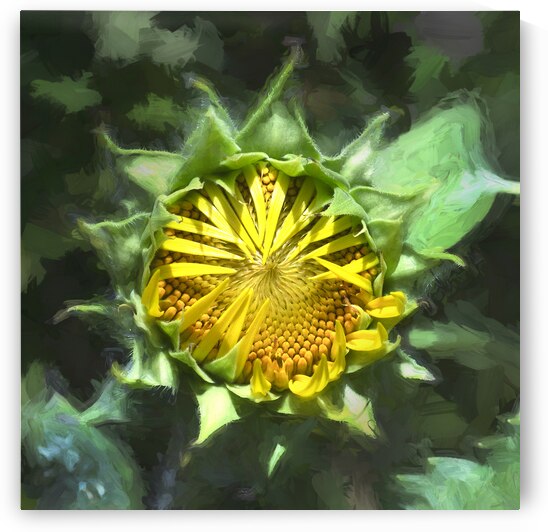 Sunflowers  Helianthus Abstracts X2 3 by Rich Franco