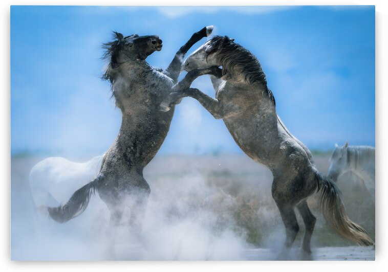 BZ9 1145 Enhanced NR by Susan Lynn Cooke