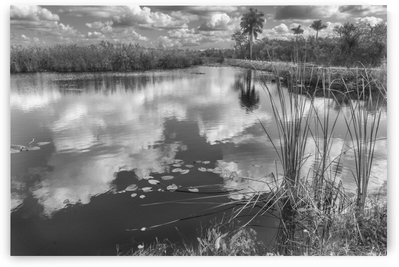 Anhinga Trail through an Everglades  marsh. Florida. Black and White Landscape by Santiago Mazzola