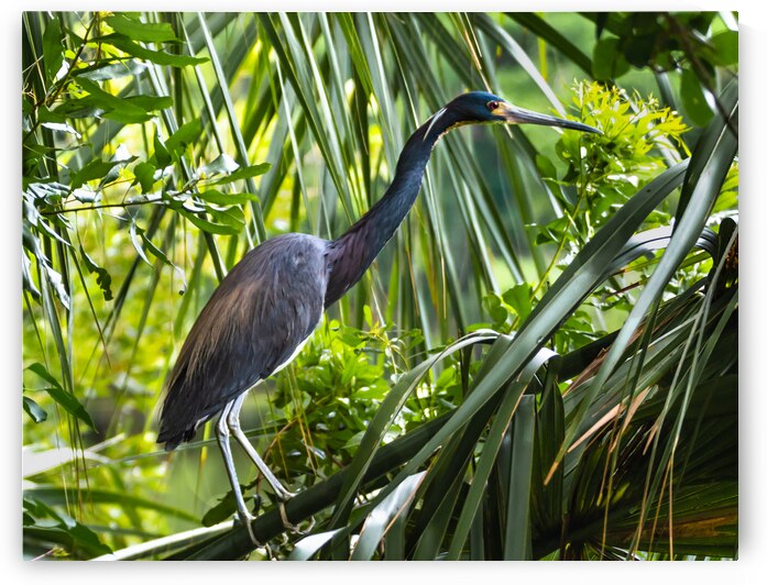 Hilton Head Tri-Colored Heron Silhouette by Norma Brandsberg Photography