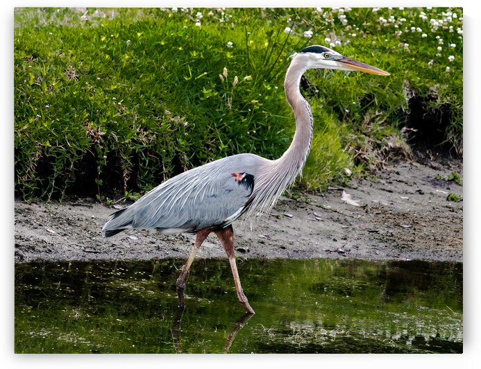 The Heron Strut by Norma Brandsberg Photography