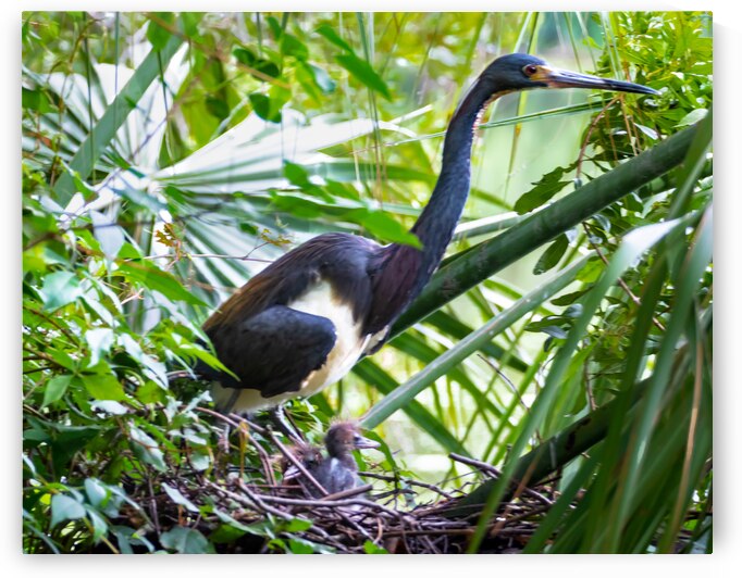 Tri-colored Heron Nesting by Norma Brandsberg Photography