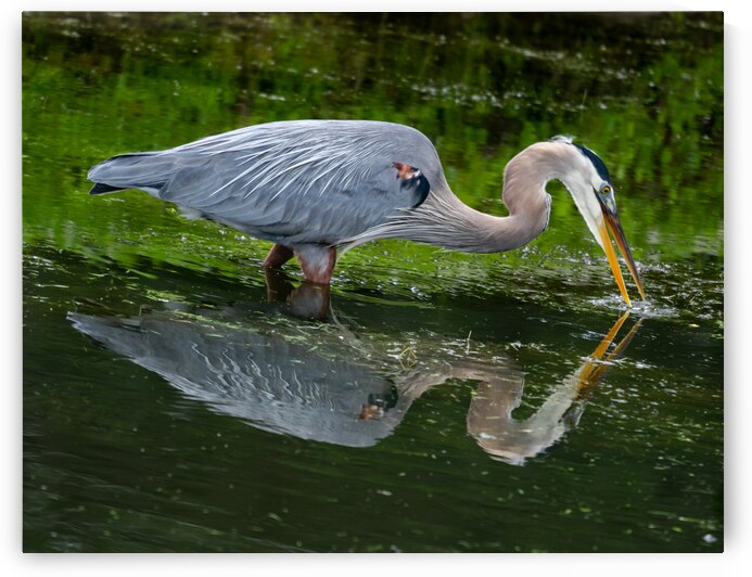 Almost Caught One for a Great Blue Heron by Norma Brandsberg Photography