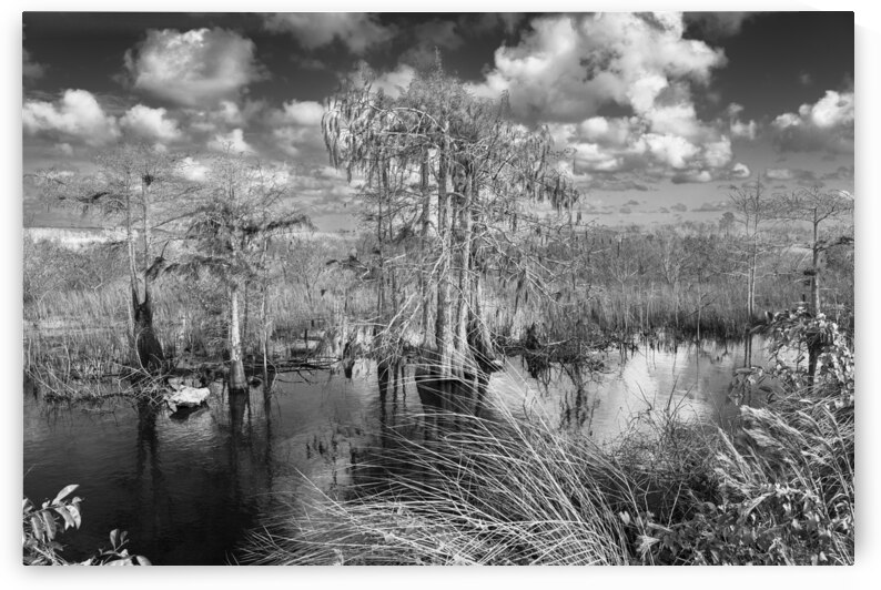 Big Cypress Natural Preserve view from Tamiami Trail. Black and White landscape by Santiago Mazzola