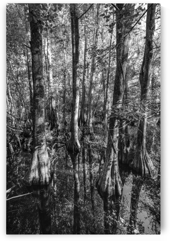 Cypress tree at Kirby Storter Roadside Park Florida. Black and White Landscape by Santiago Mazzola