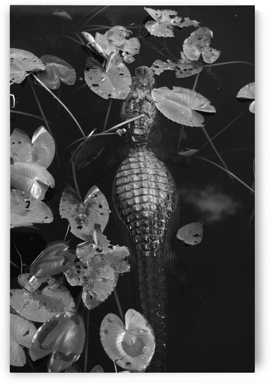 Alligator in Anhinga Trail Everglades National Park. Black and White Landscape by Santiago Mazzola