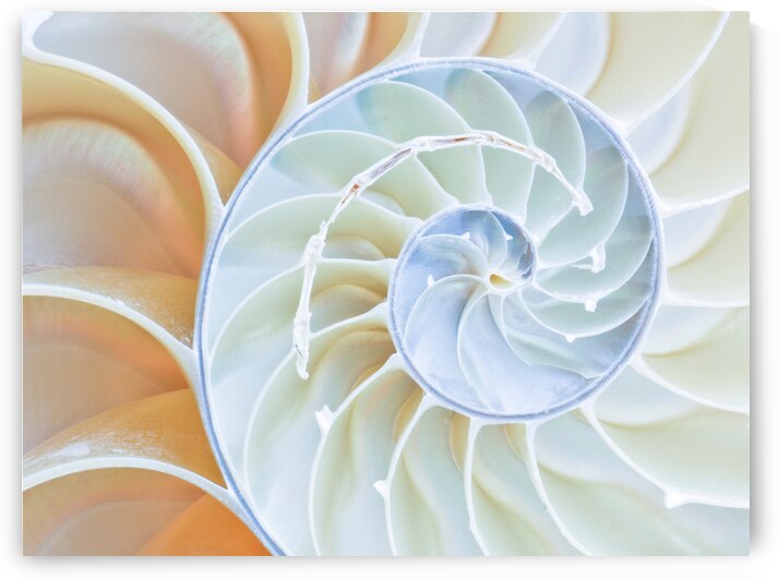 Spiral Perfection Sea Shell by Modern Wall Artwork