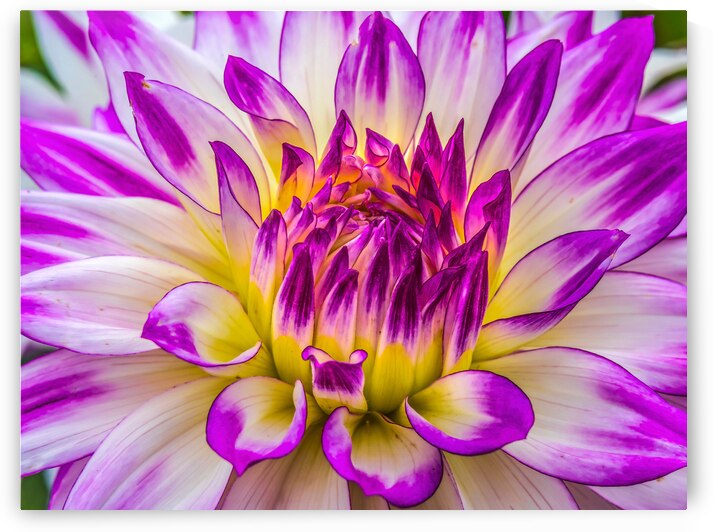 Neon Blooming Dahlia by Modern Wall Artwork