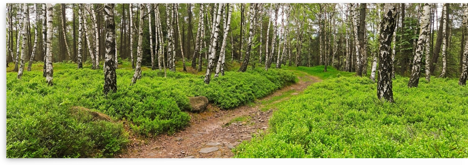 White Birches Green Forest - Blueberry Hill by KarelStellnerPhoto
