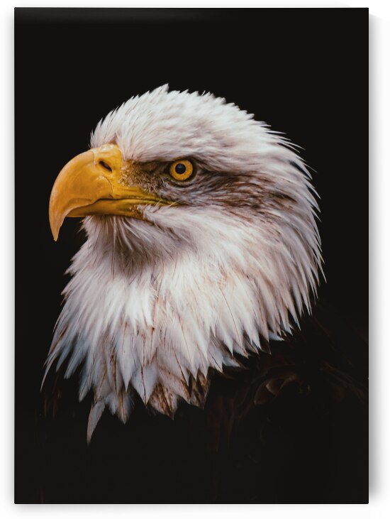 His Majesty  by Lucas Bryan