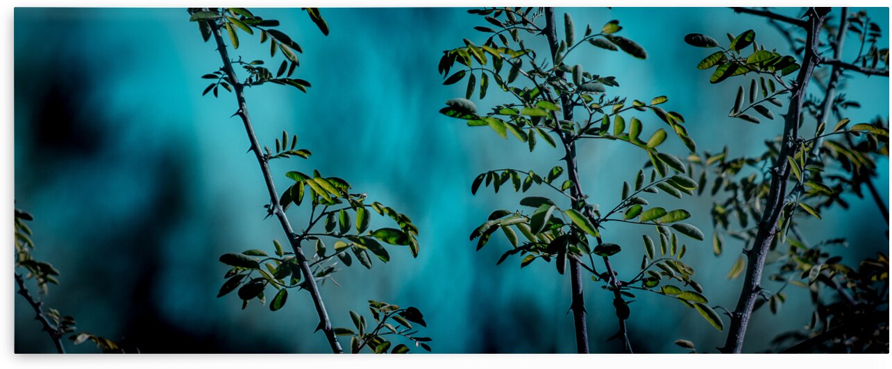 Midnight by Lucas Bryan