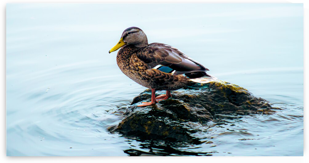 Private Island by Lucas Bryan