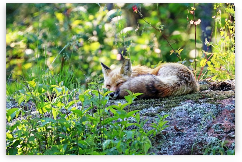 Nap Time For Red Fox I by Deb Oppermann