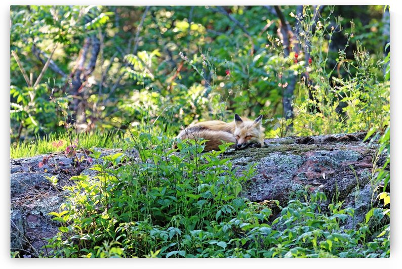 Nap Time For Red Fox II by Deb Oppermann