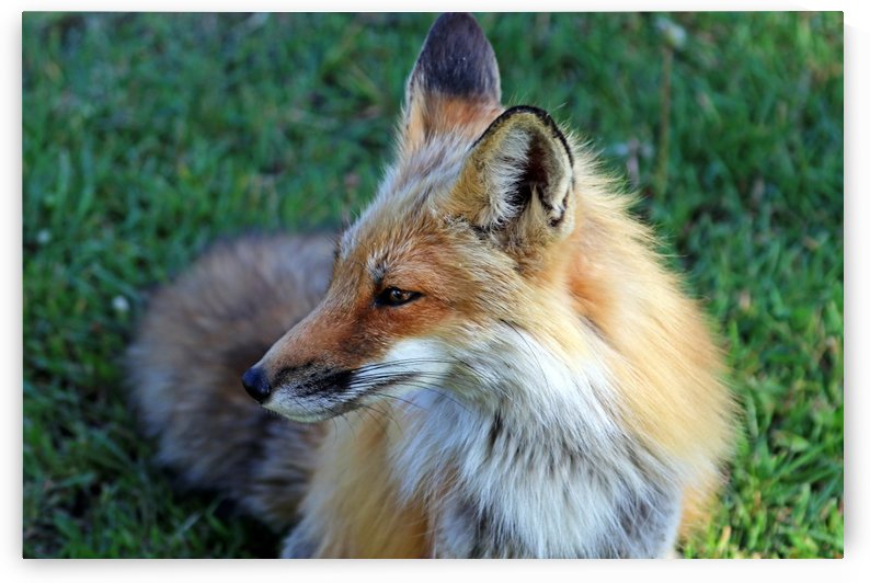 Red Fox Profile by Deb Oppermann