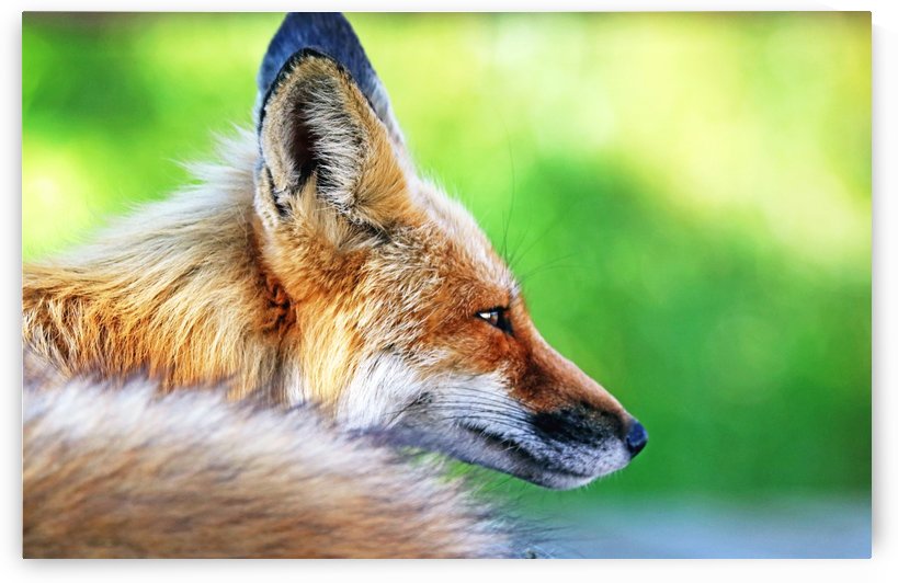 Red Fox Profile I by Deb Oppermann