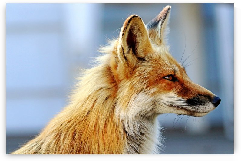 Ears Perked Red Fox Profile by Deb Oppermann