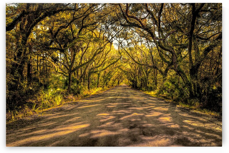 Botany Bay Tree Canopy by Norma Brandsberg Photography