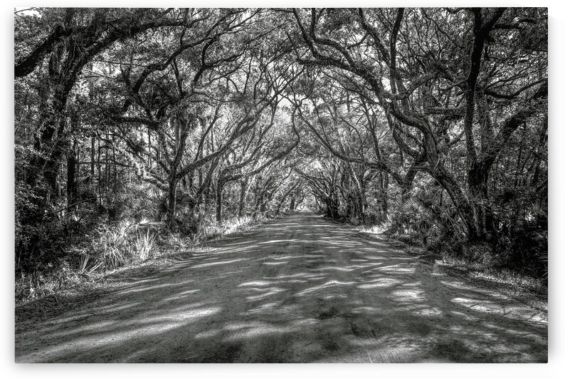 Botany Bay Tree Canopy in Black and White by Norma Brandsberg Photography