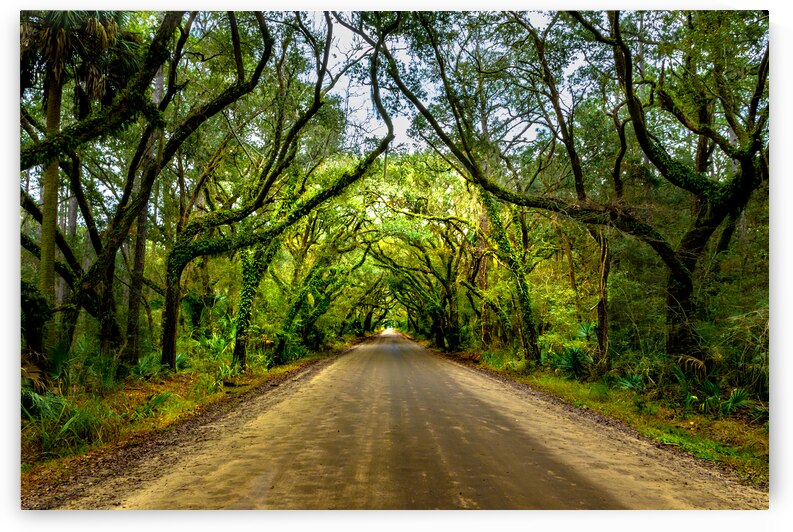Botany Bay Tree Canopy by Norma Brandsberg Photography