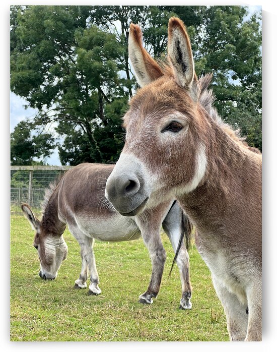 Donkey Heaven by Gill Billington