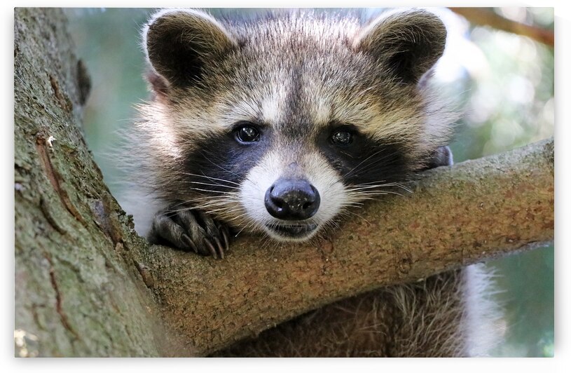 Young Raccoon Up A Tree by Deb Oppermann