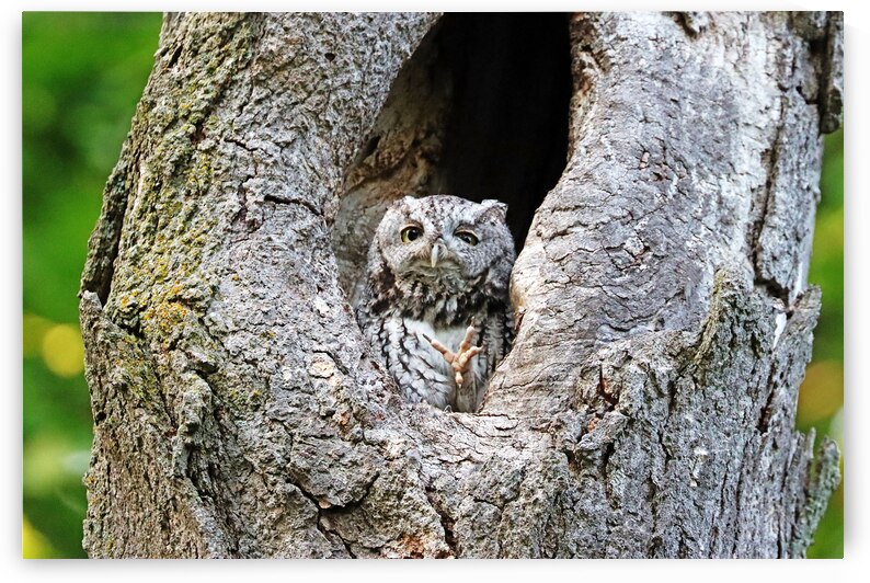 Eastern Screech Owl Caught Mid Scratch by Deb Oppermann