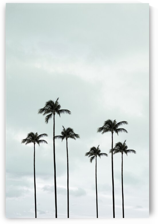 Palm Trees | Tropical by Wildhood