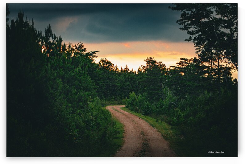 Into The Clear by Susan Diann Photography