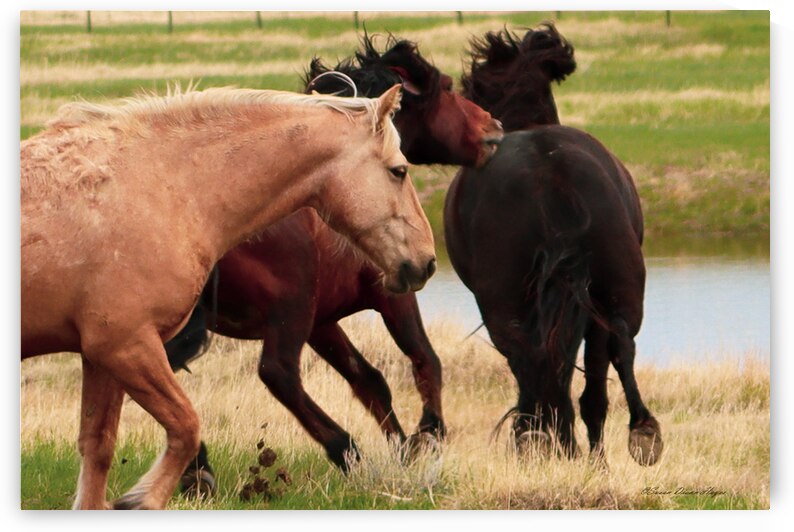 The Chase by Susan Diann Photography