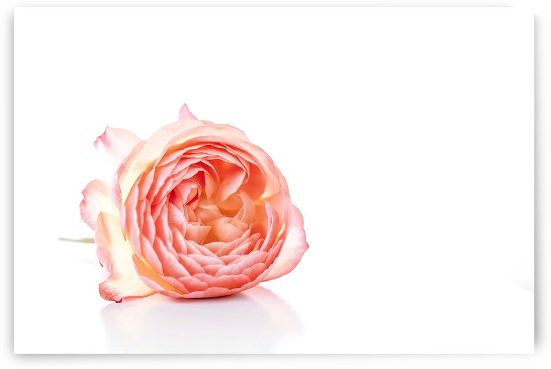 Coral rose on white background 3 by IonelGherman