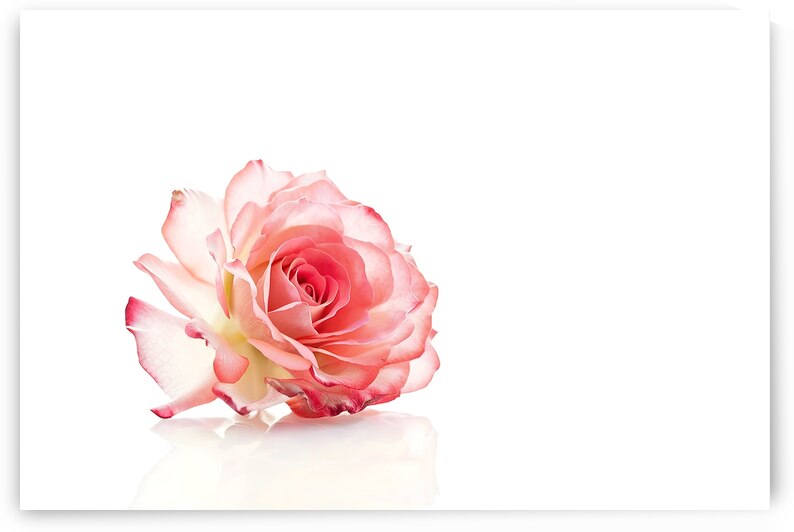Coral rose on white background 1 by IonelGherman
