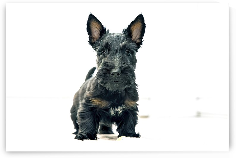 black scottish terrier puppy on a white backgroun 1722227725.4986 by IonelGherman