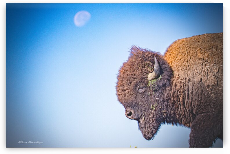 Shoot For The Moon by Susan Diann Photography