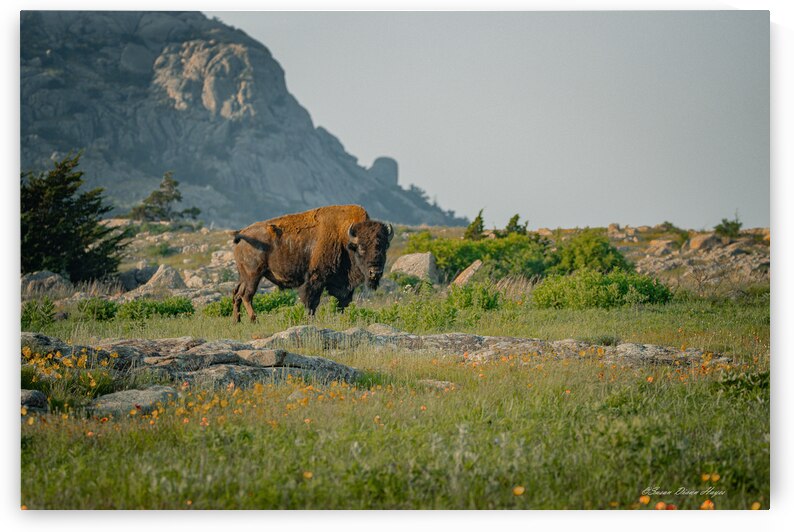 Bison And Wildflowers by Susan Diann Photography