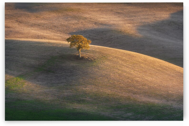 Lonely tree in Orcia Valley and the last lights of the sunset by Stefano Orazzini